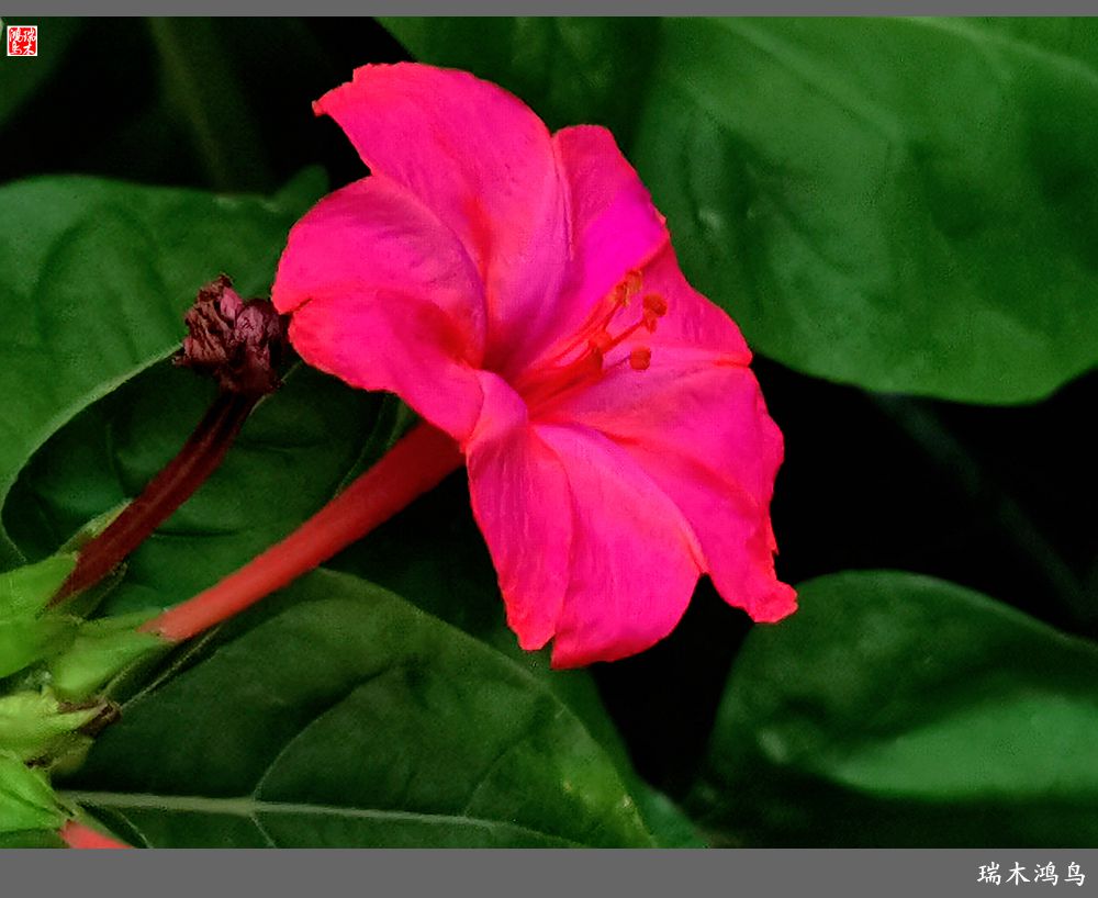 【2022之花季】48.多彩的紫茉莉