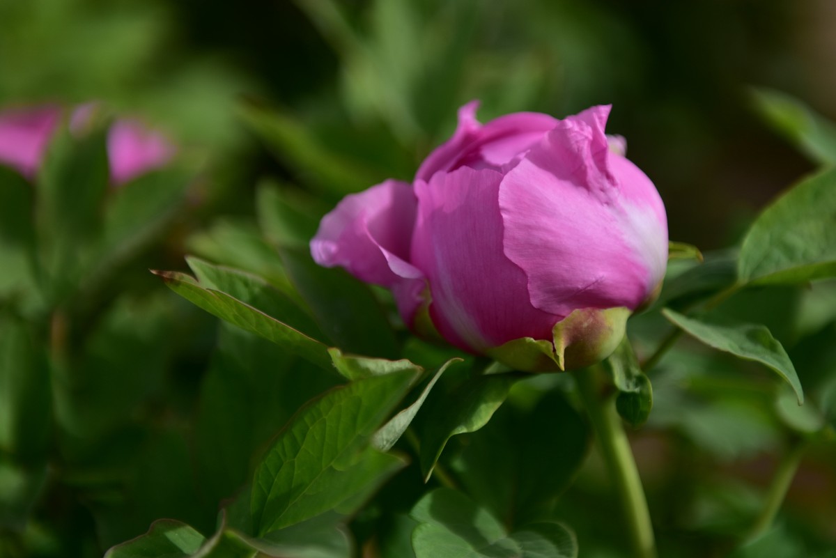 学拍牡丹，多提宝贵意见，谢谢老师！
