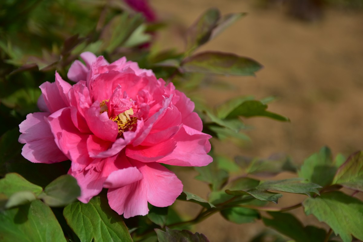 学拍牡丹，多提宝贵意见，谢谢老师！