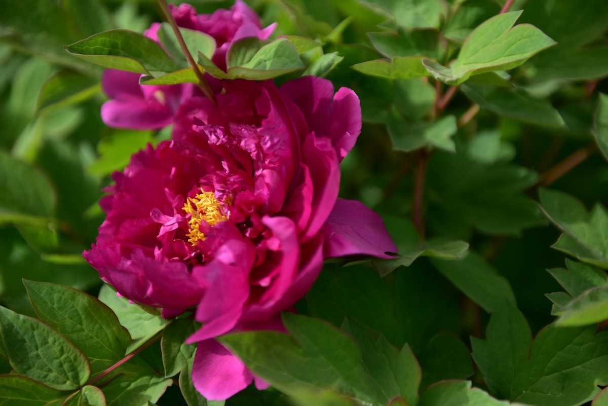 学拍牡丹，多提宝贵意见，谢谢老师！