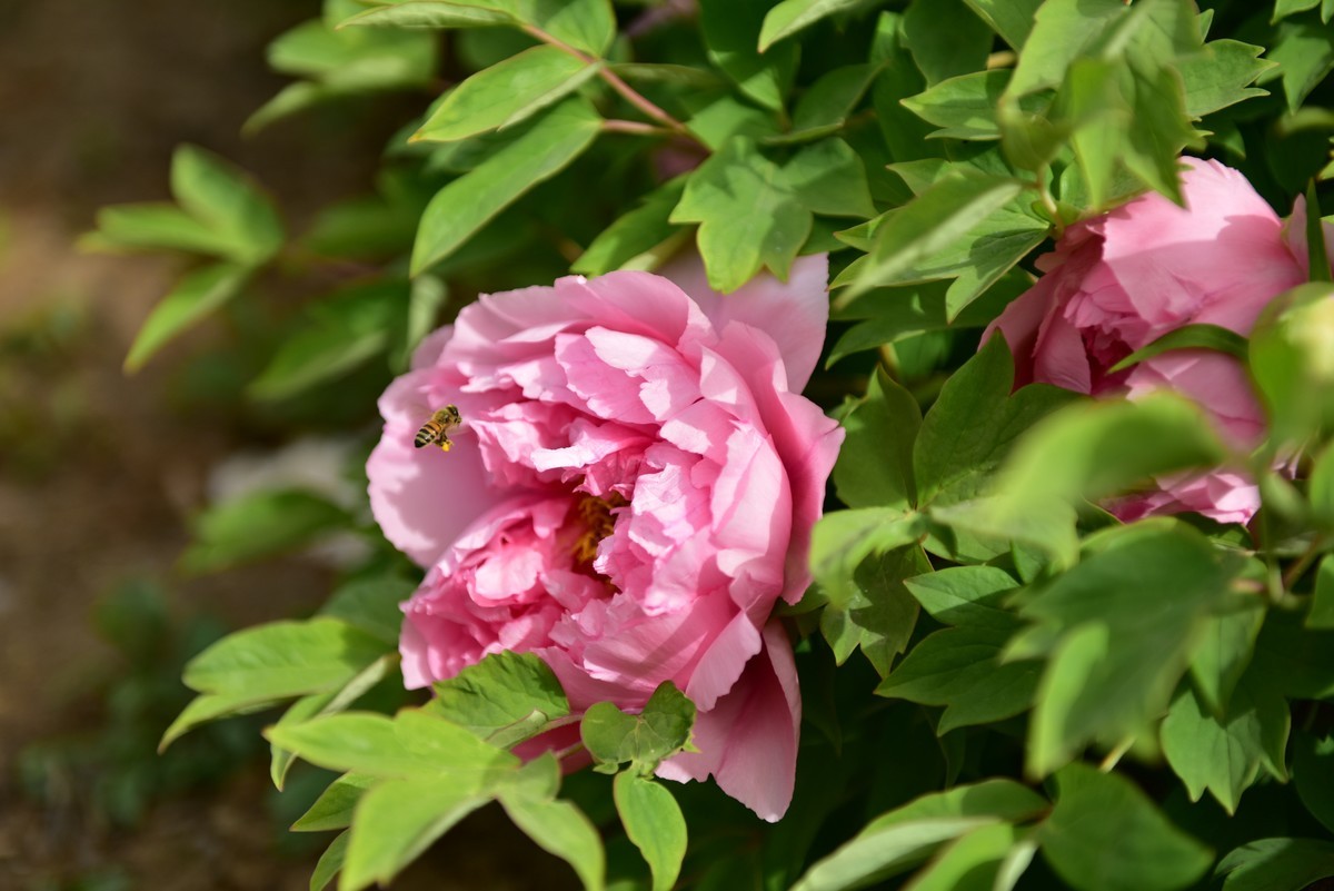 学拍牡丹，多提宝贵意见，谢谢老师！