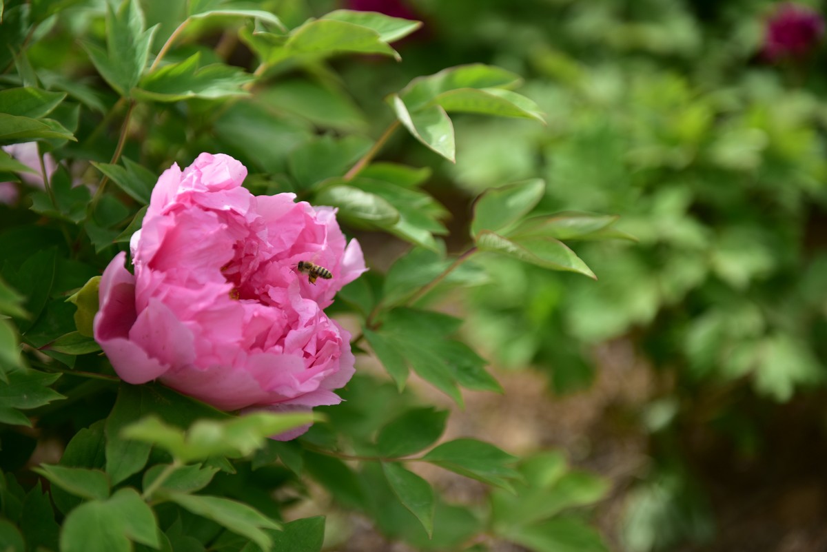 学拍牡丹，多提宝贵意见，谢谢老师！