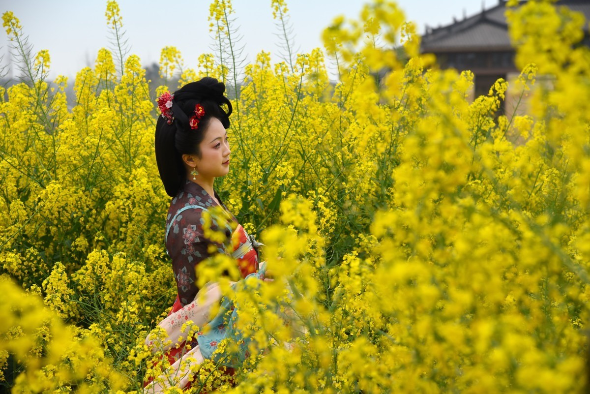 油菜花海——双流广都博物馆瞿上田园拍摄