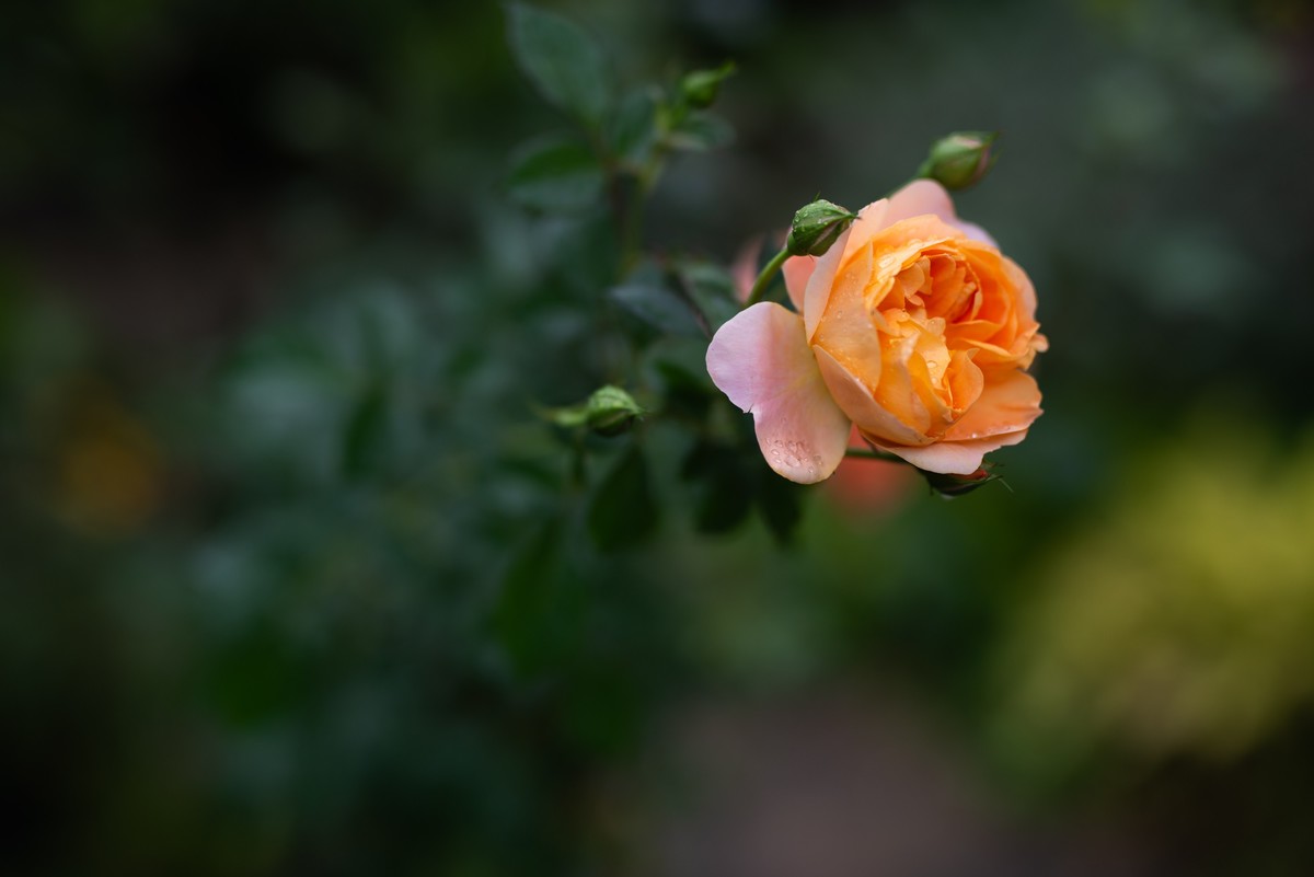 花卉世界影集－2