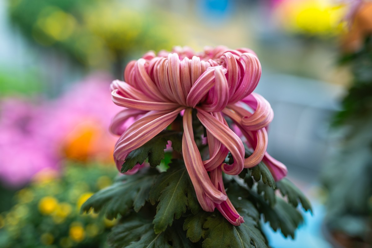 花卉世界影集－2