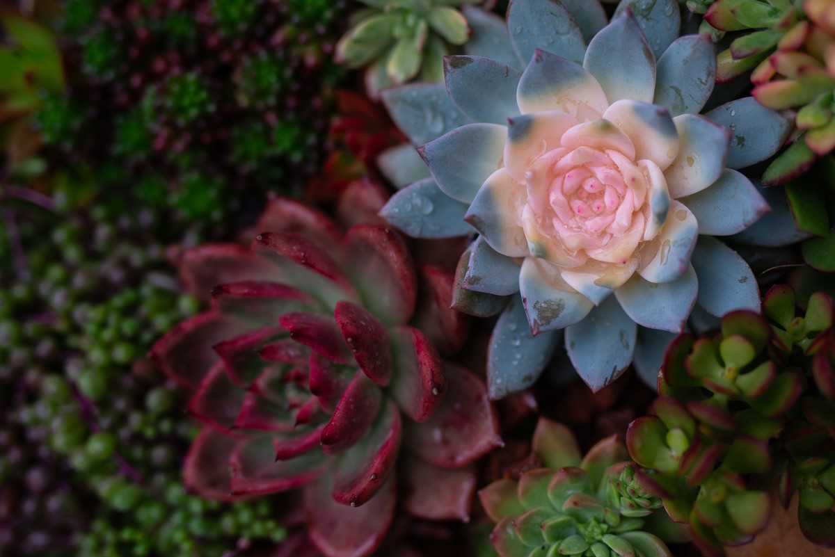 花卉世界影集－2