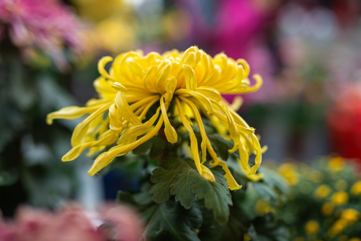 花卉世界影集－2