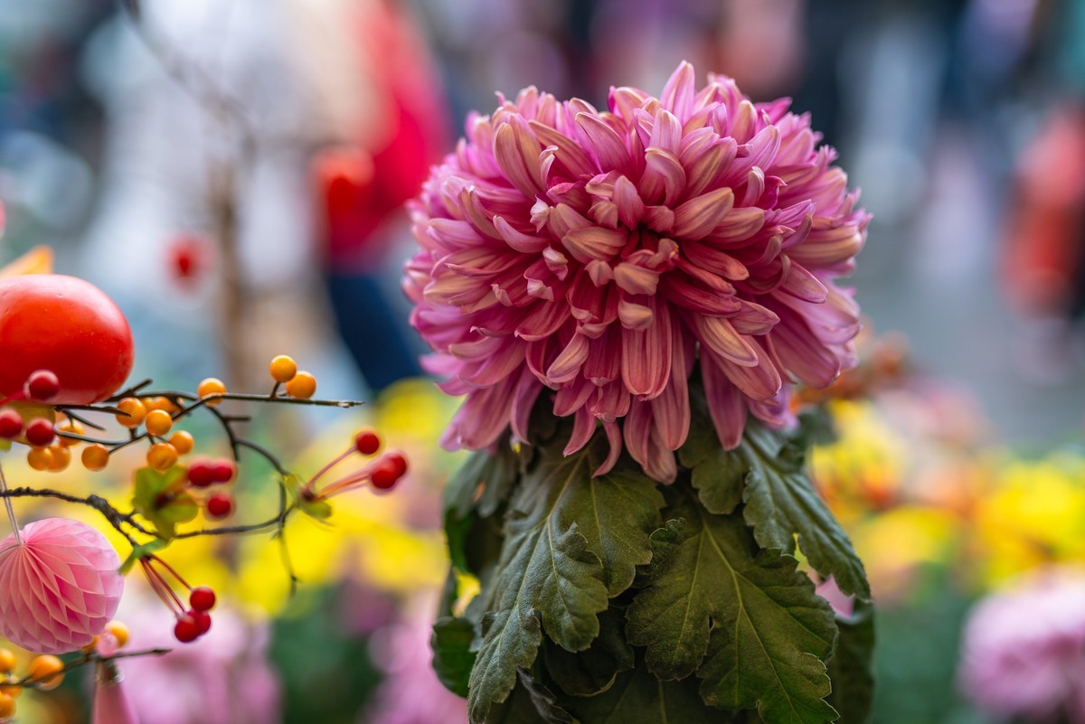 花卉世界影集－2