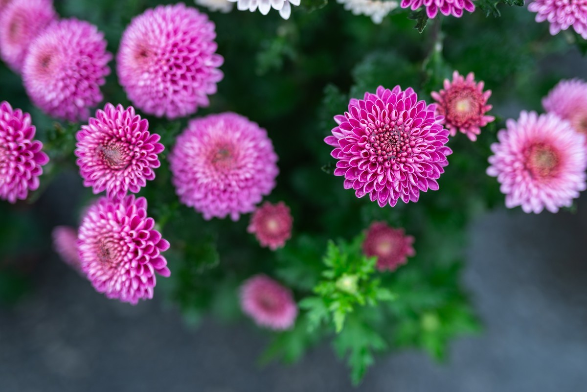 花卉世界影集－2