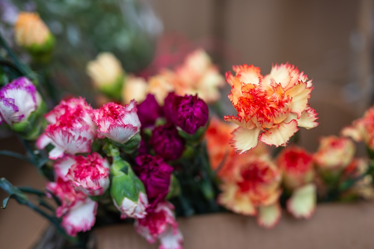 花卉世界影集－2