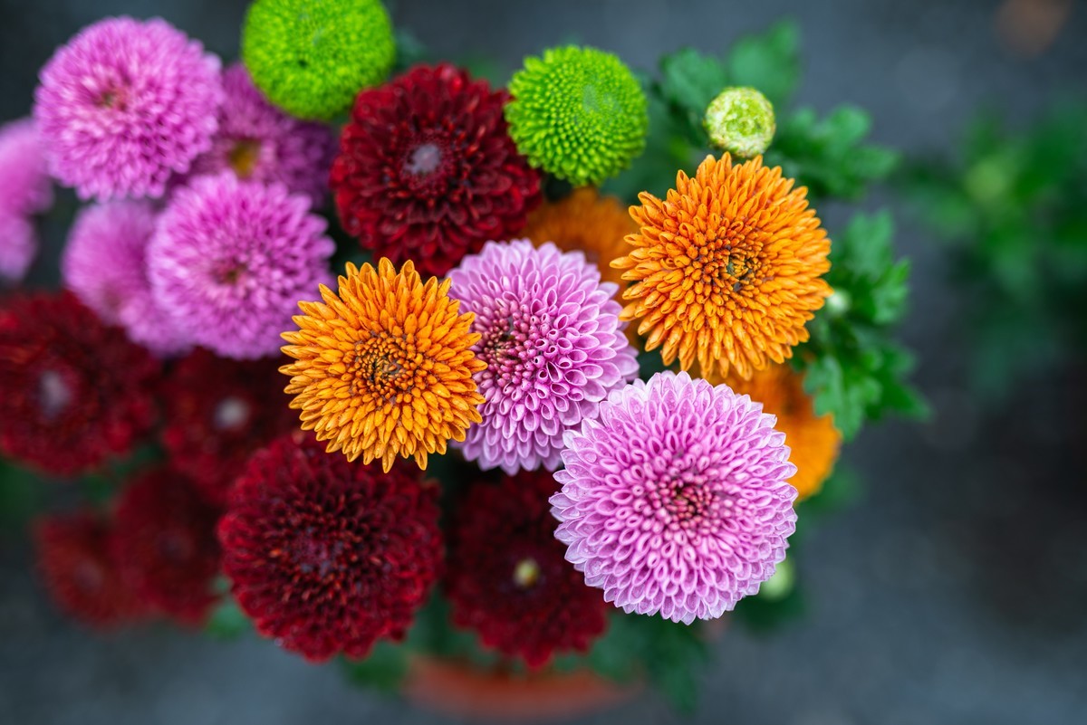 花卉世界影集－2