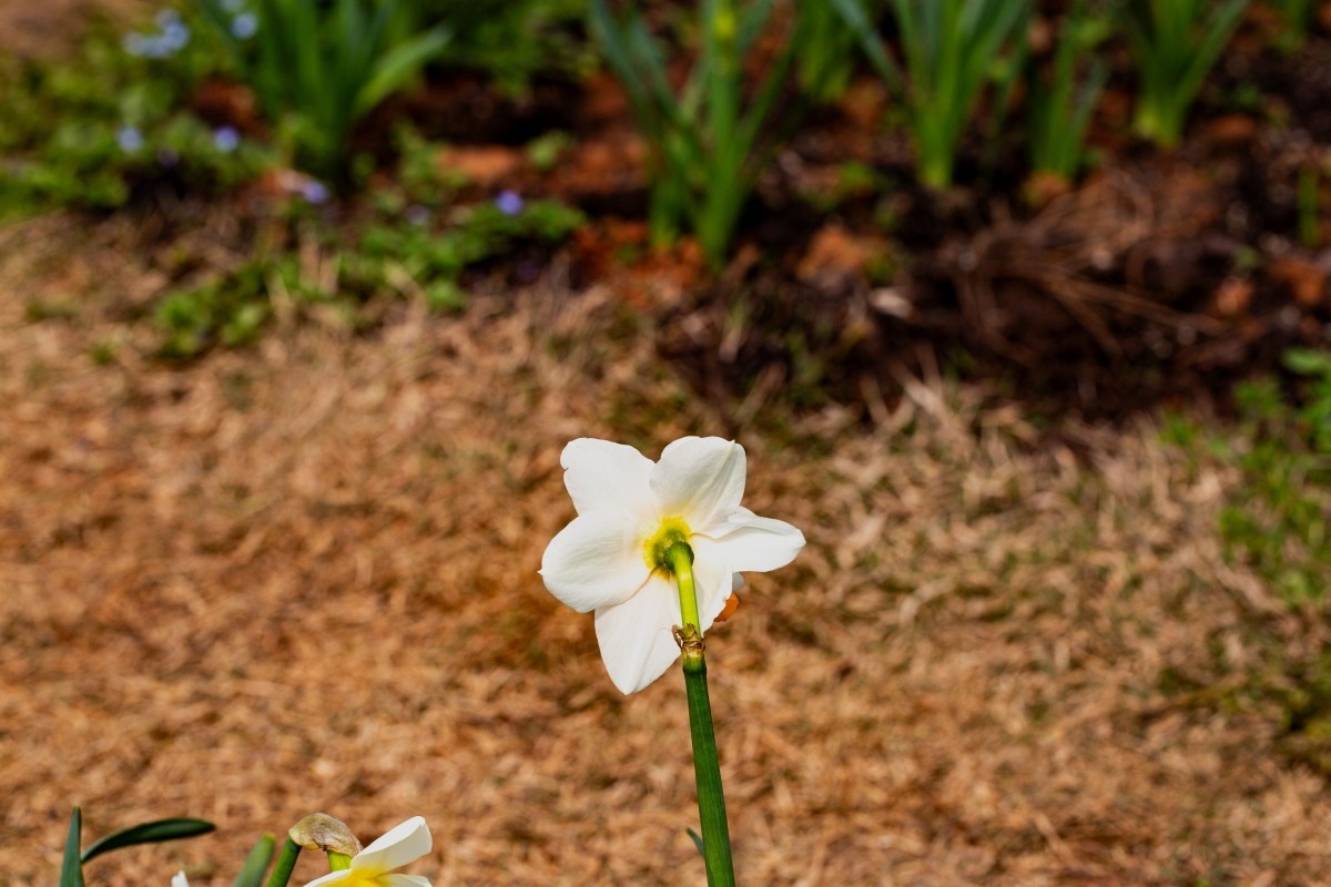 植物园拍水仙花 2