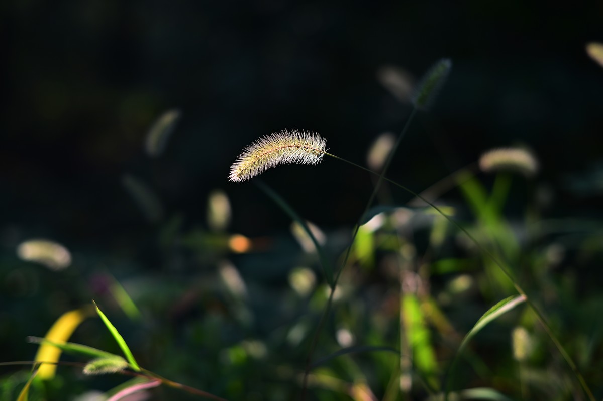 狗尾巴花+百日菊