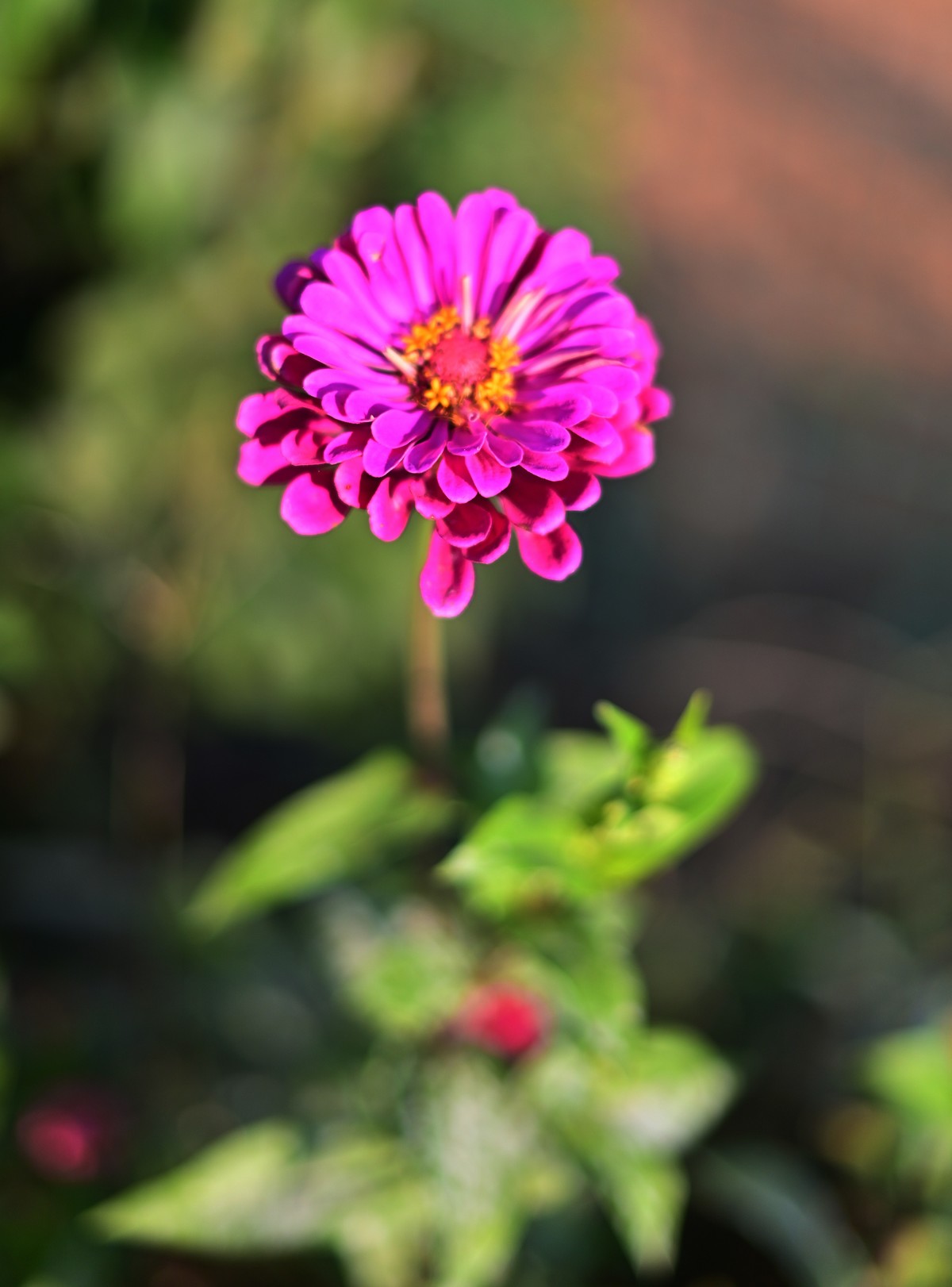 狗尾巴花+百日菊