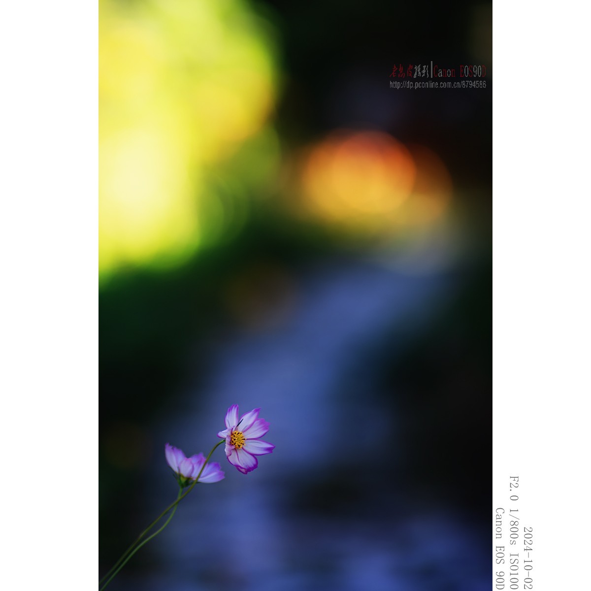 秋阳 · 农院 · 格桑花