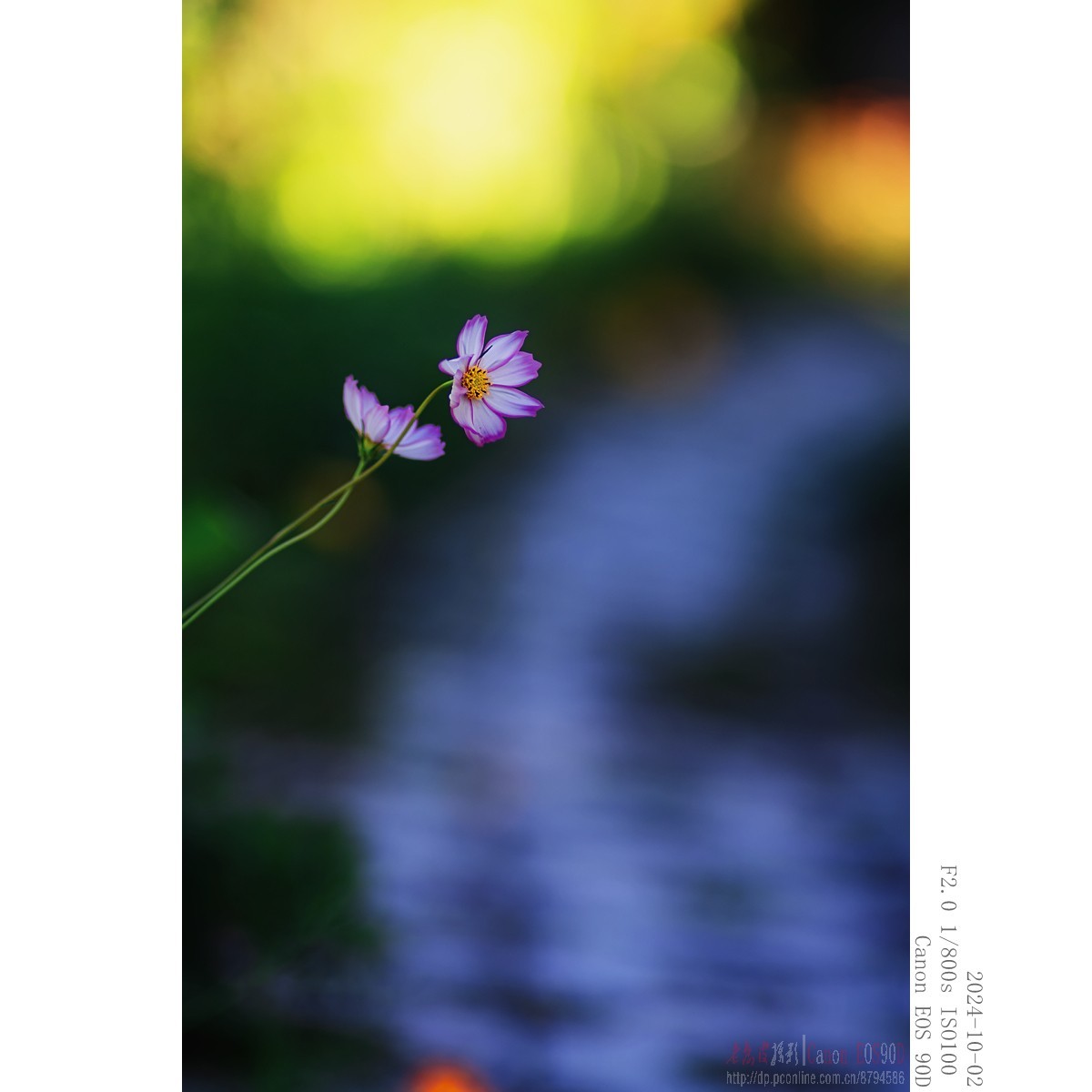 秋阳 · 农院 · 格桑花