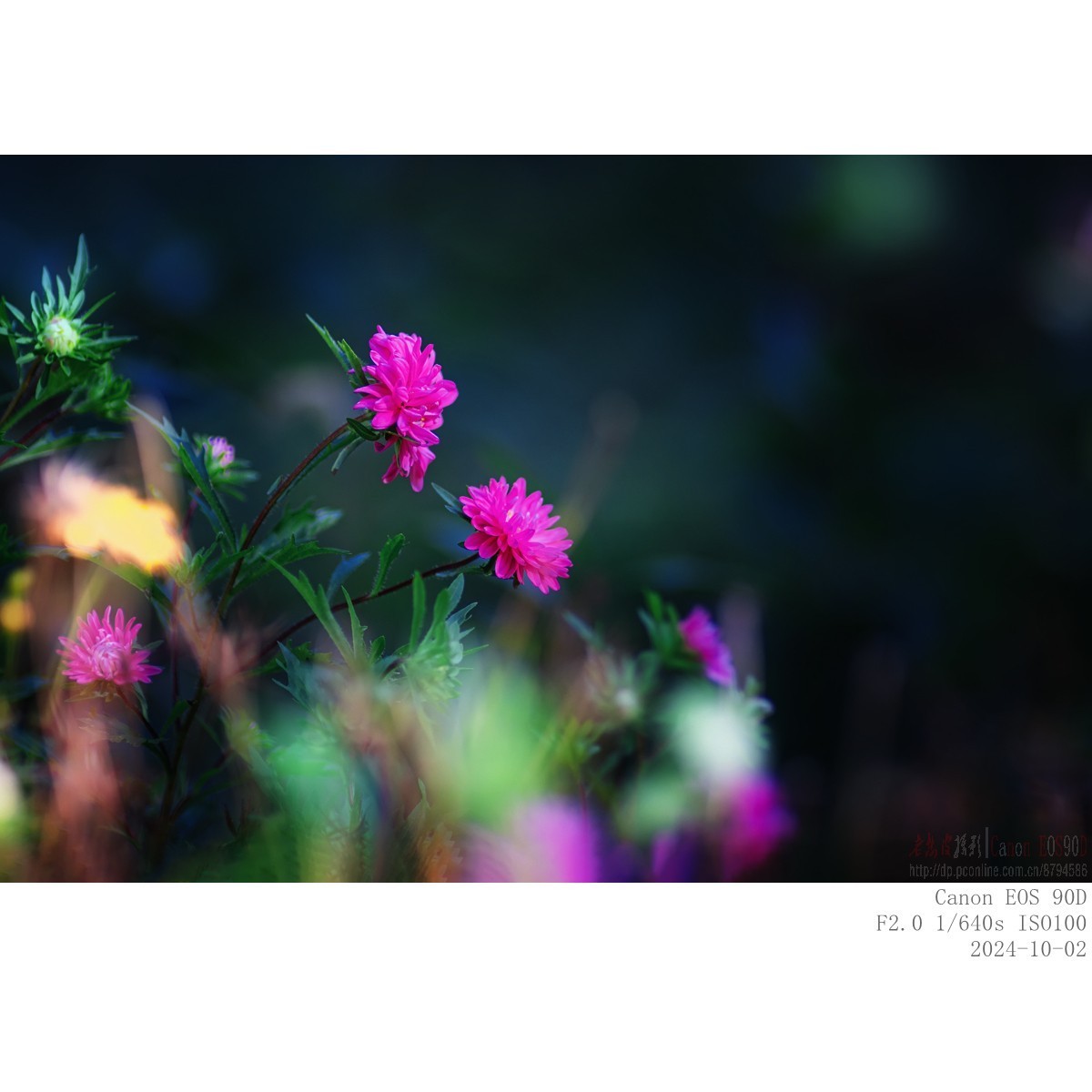 秋阳 · 农院 · 格桑花