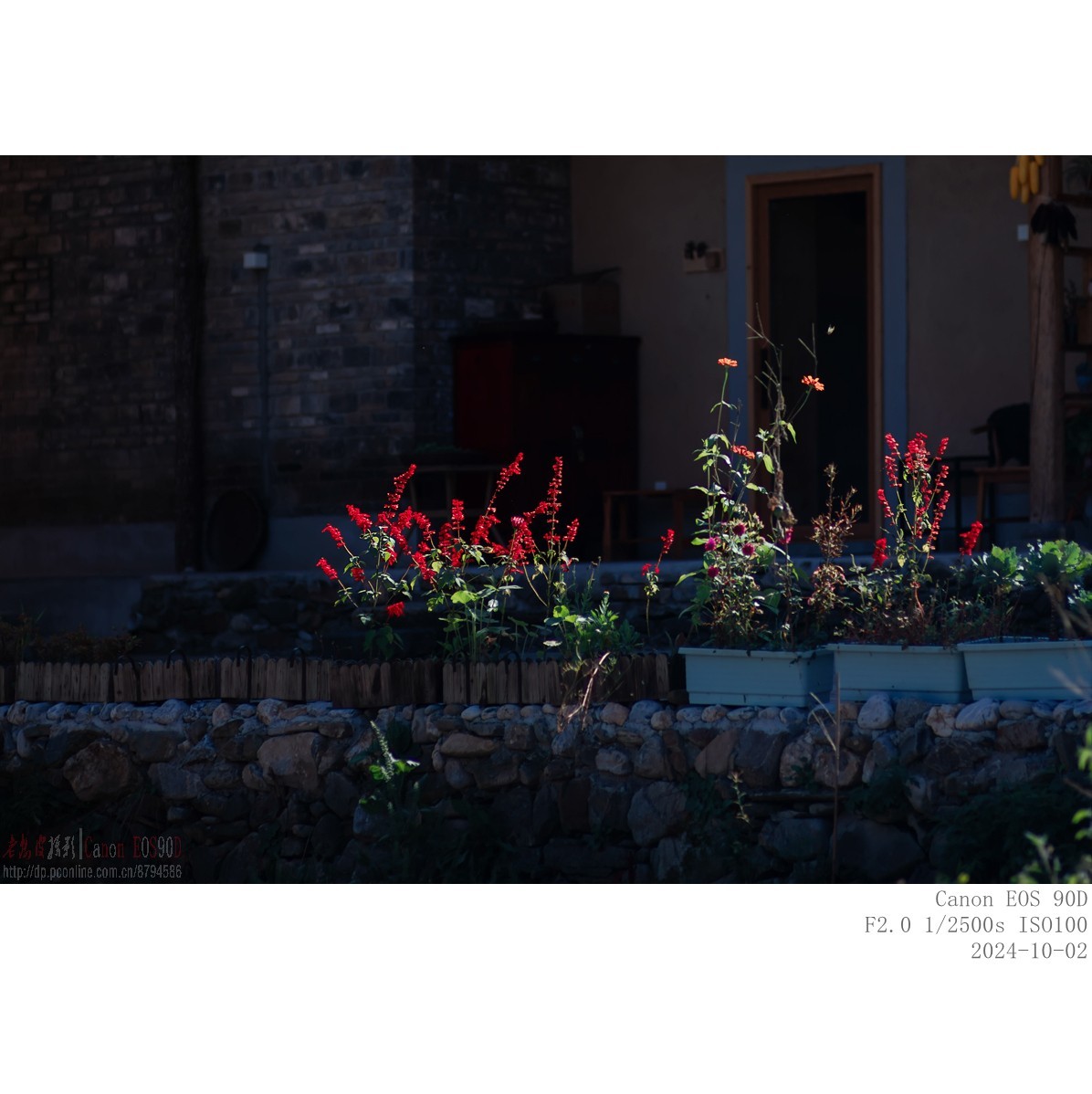 秋阳 · 农院 · 格桑花