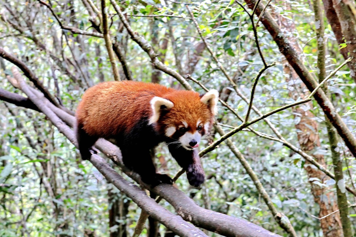 小熊猫