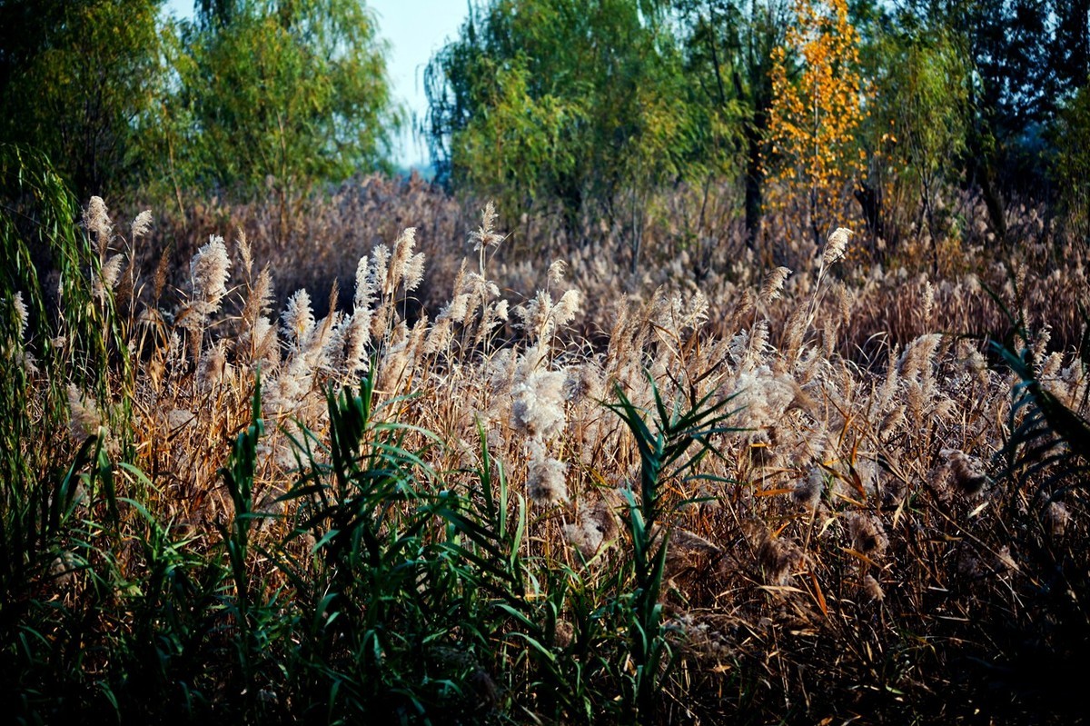随拍——华山湖风光