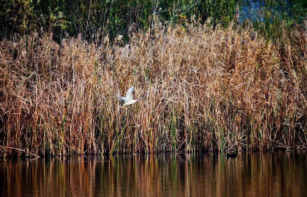 随拍——华山湖风光