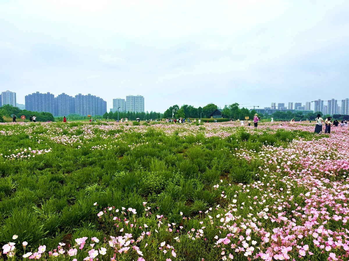 月见草花海来打卡--洋湖湿地3