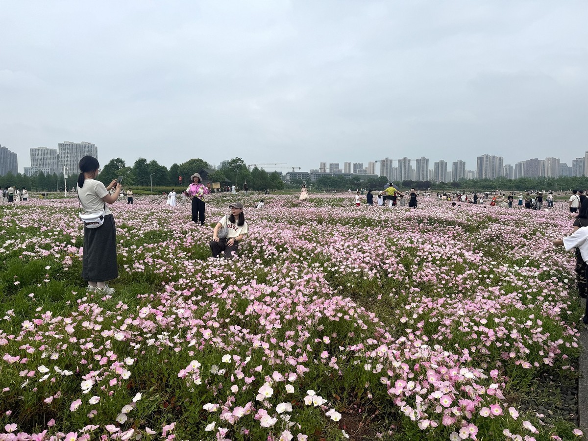 月见草花海来打卡--洋湖湿地3