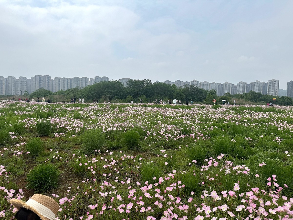 月见草花海来打卡--洋湖湿地3
