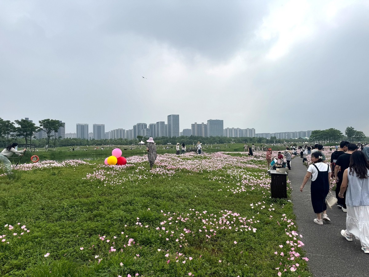 月见草花海来打卡--洋湖湿地3