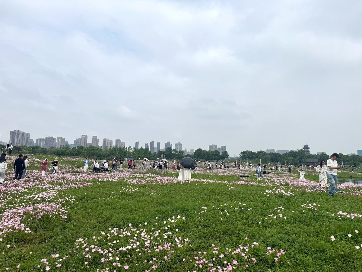 月见草花海来打卡--洋湖湿地3
