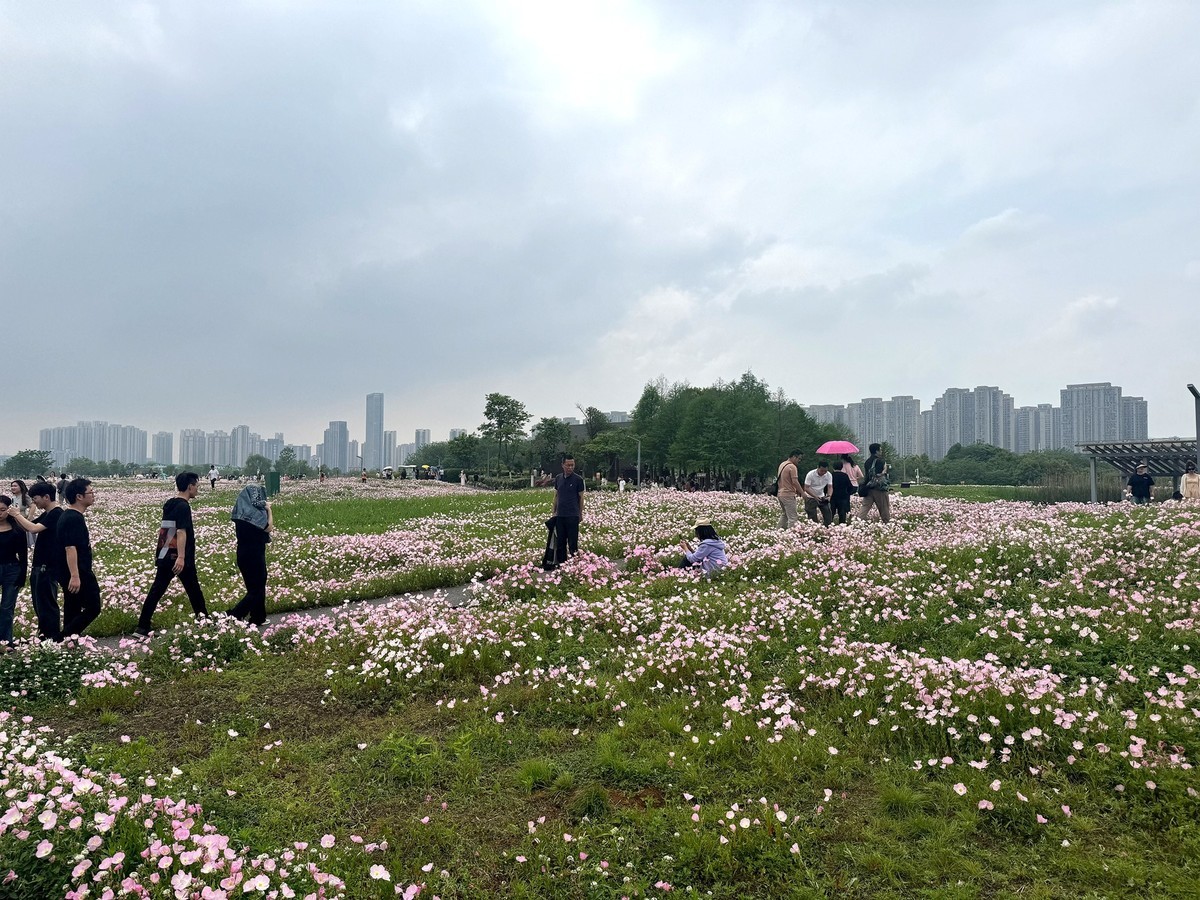 月见草花海来打卡--洋湖湿地3