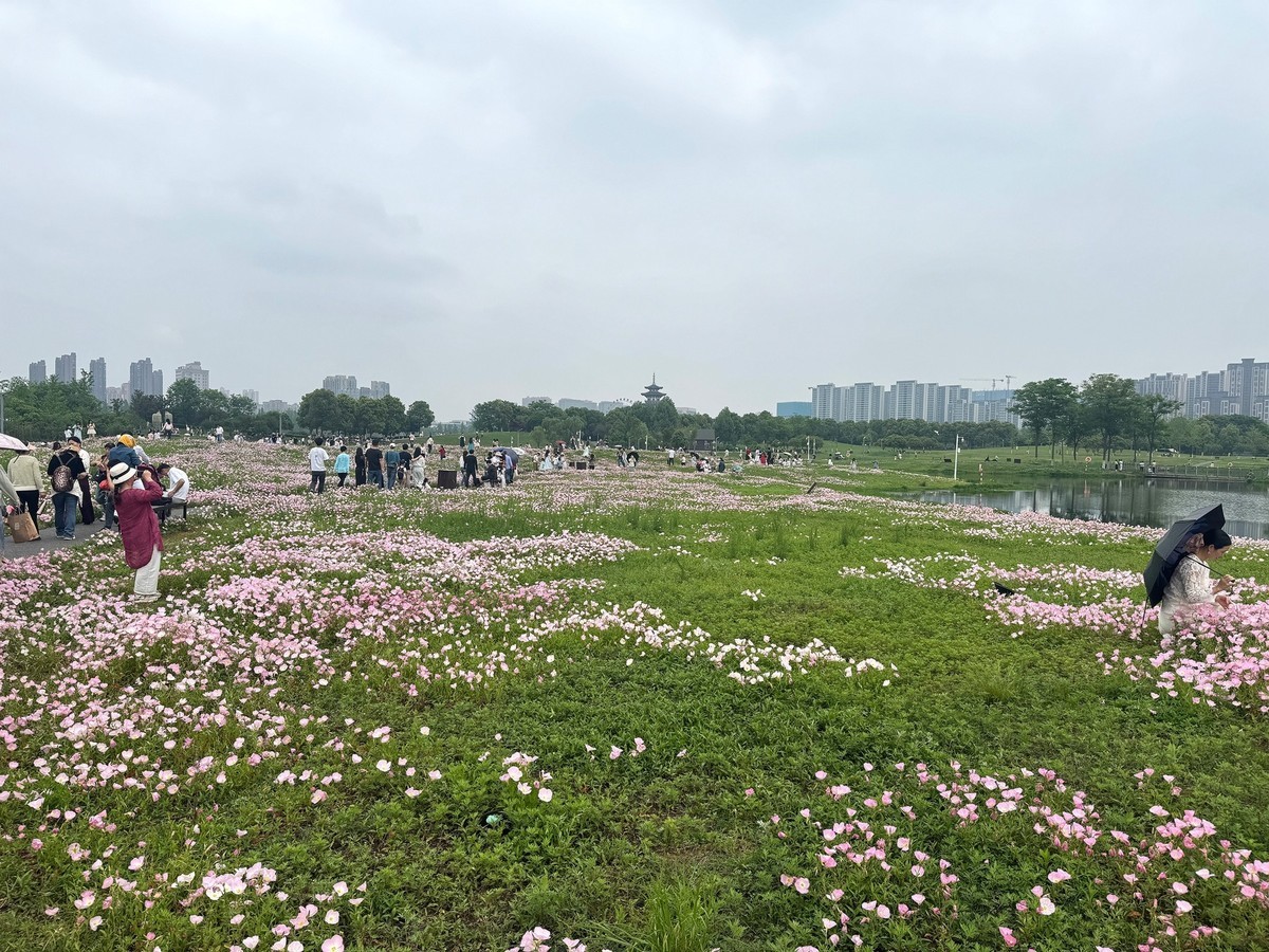 月见草花海来打卡--洋湖湿地3
