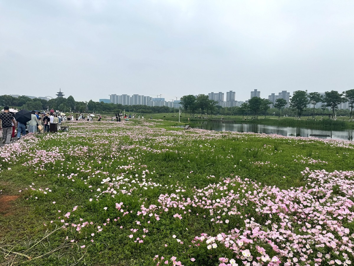 月见草花海来打卡--洋湖湿地3