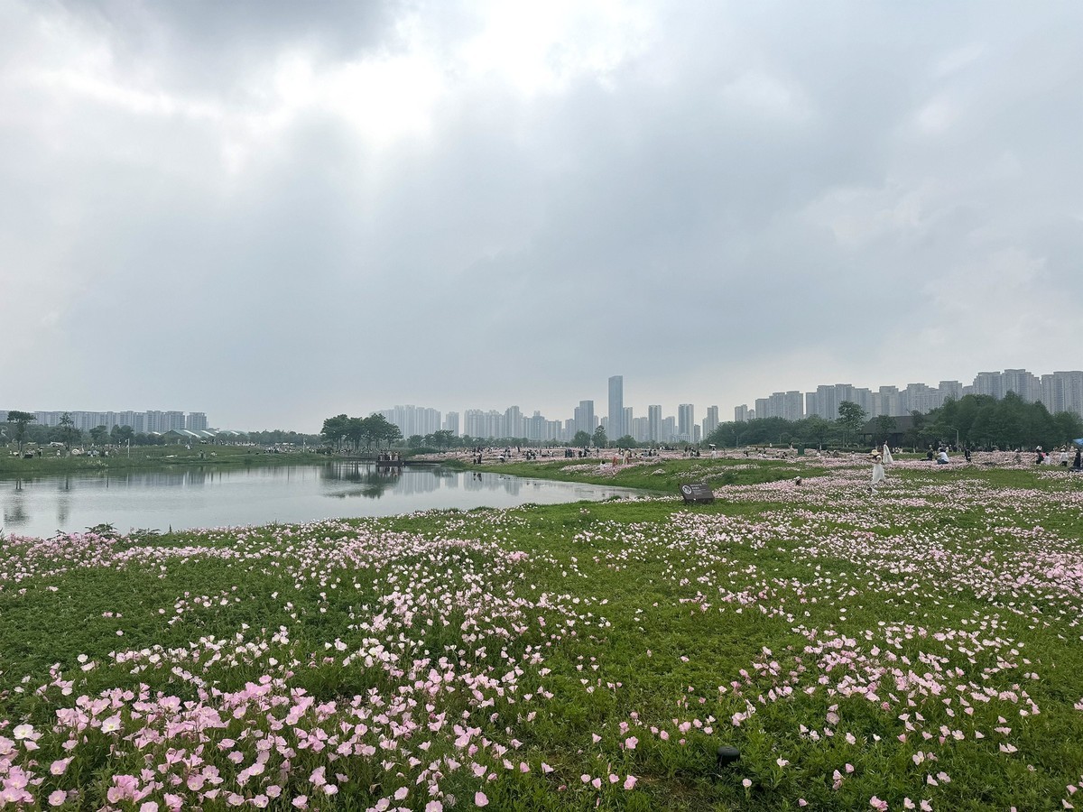 月见草花海来打卡--洋湖湿地3