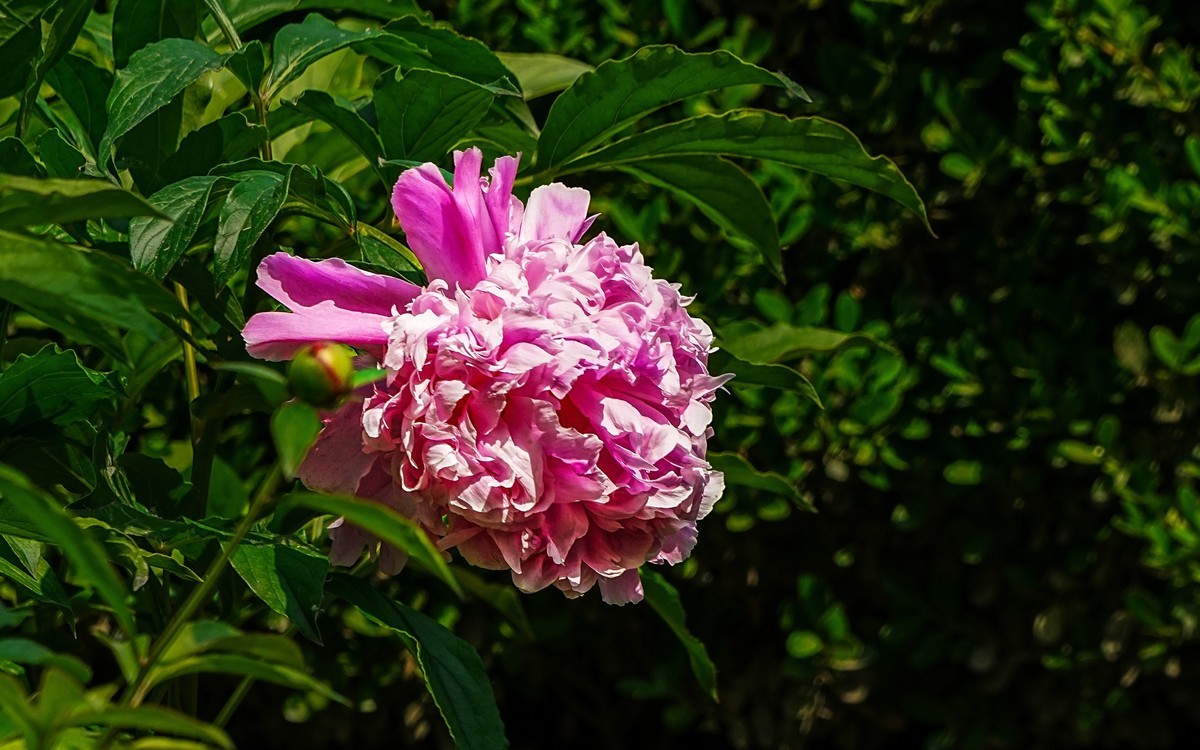 春游景山公园20250507 《4》