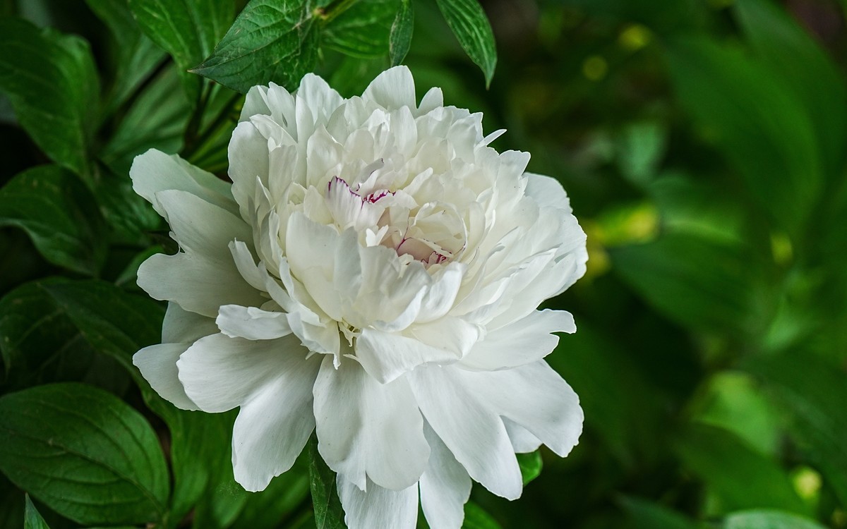 春游景山公园20250507 《4》