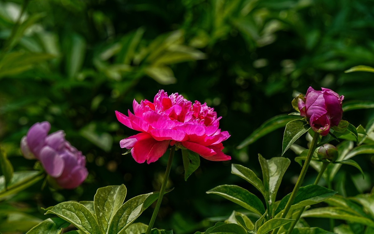 春游景山公园20250507 《4》