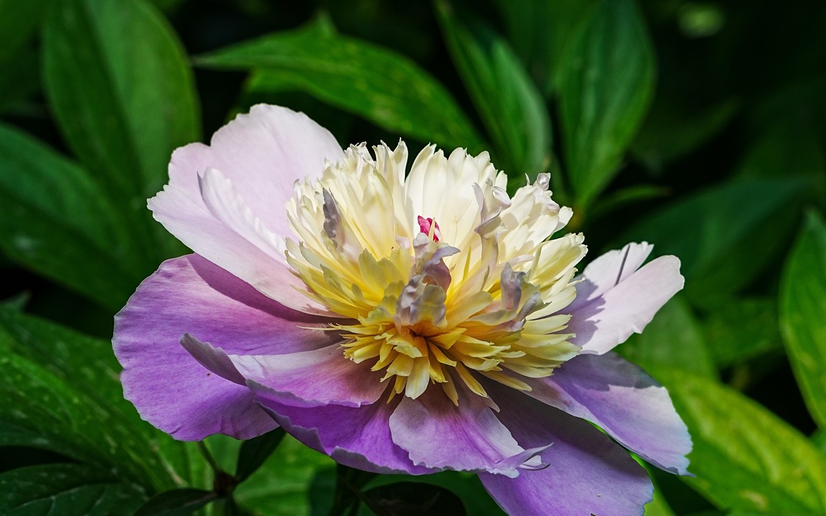 春游景山公园20250507 《4》