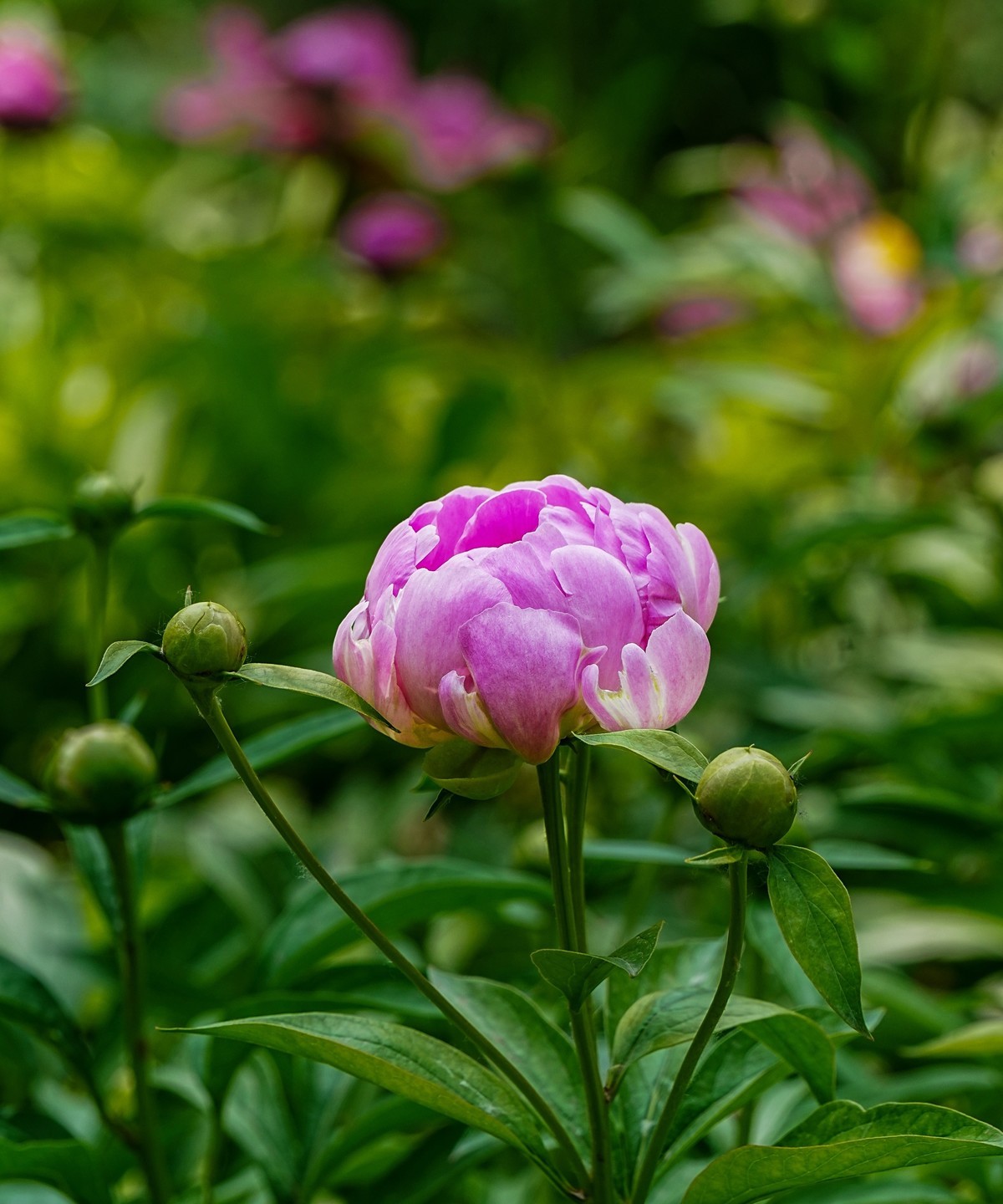 春游景山公园20250507 《4》