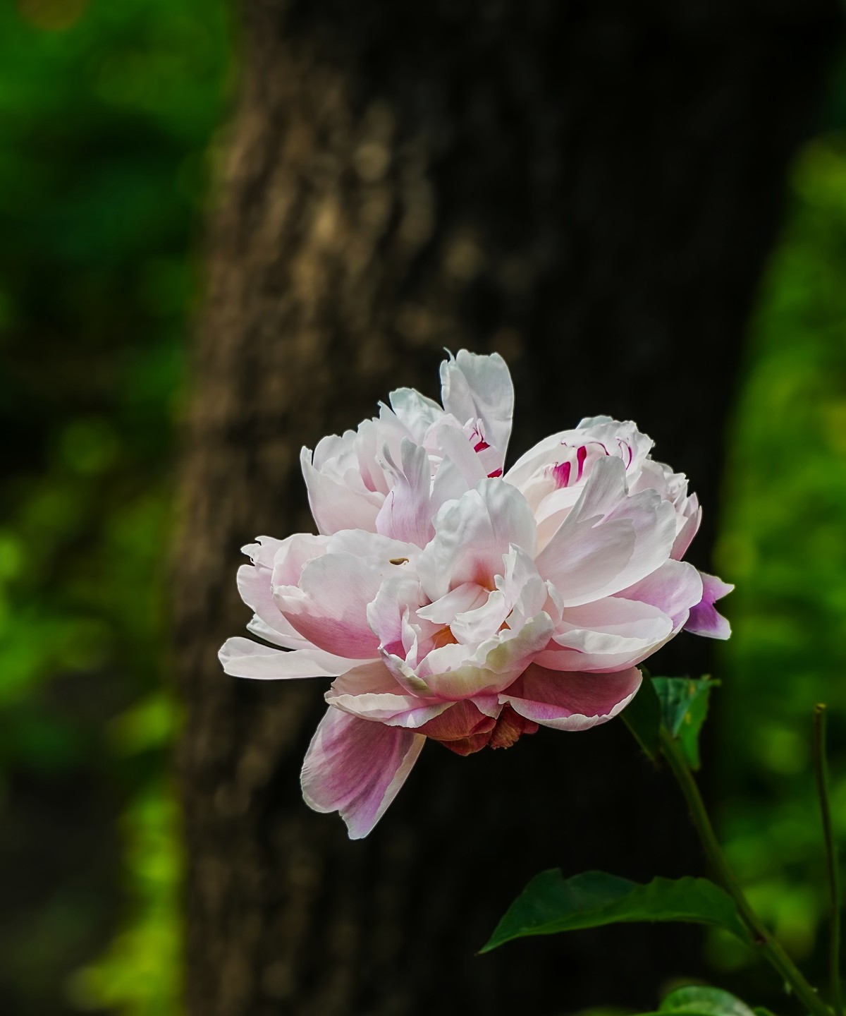 春游景山公园20250507 《4》