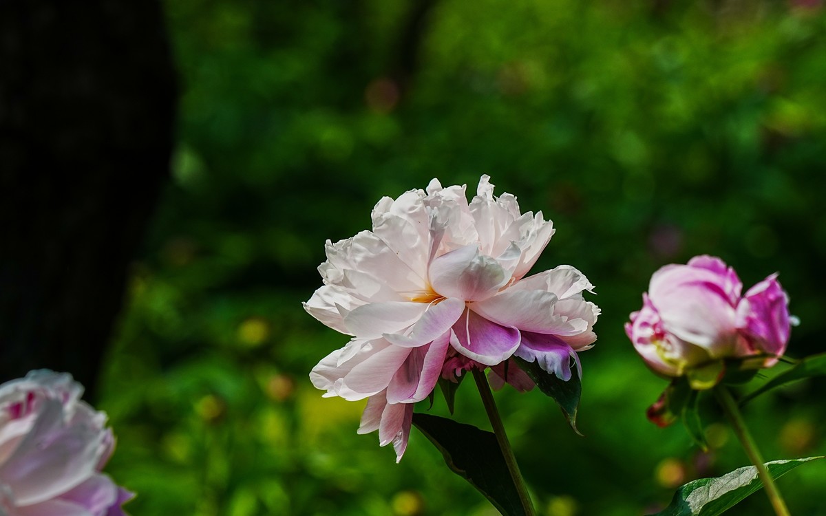 春游景山公园20250507 《4》