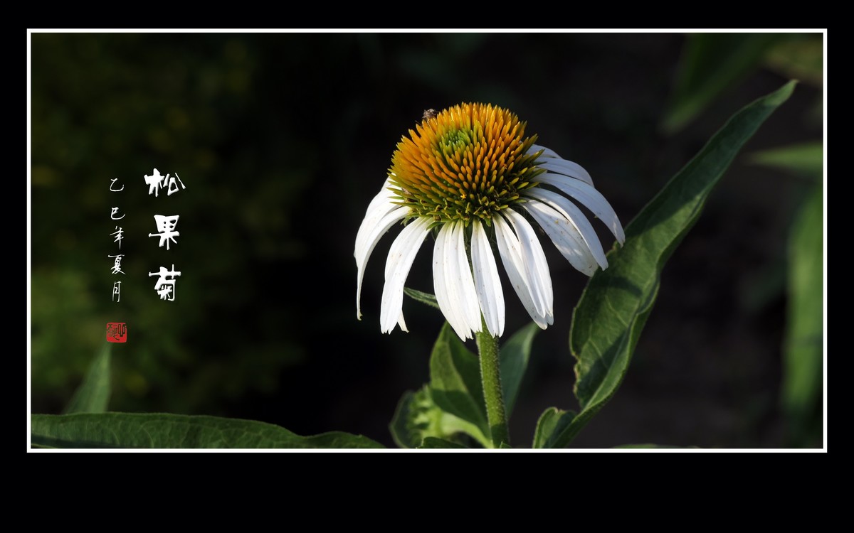 鲜艳漂亮的松果菊