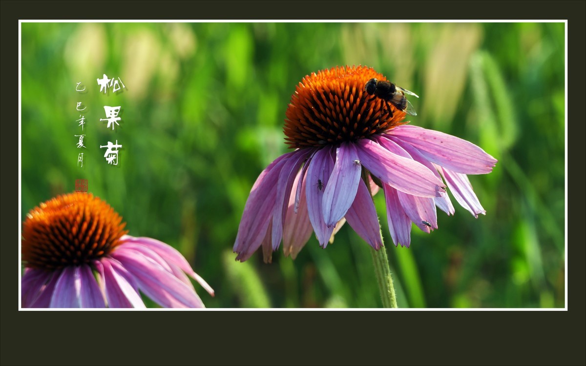 鲜艳漂亮的松果菊