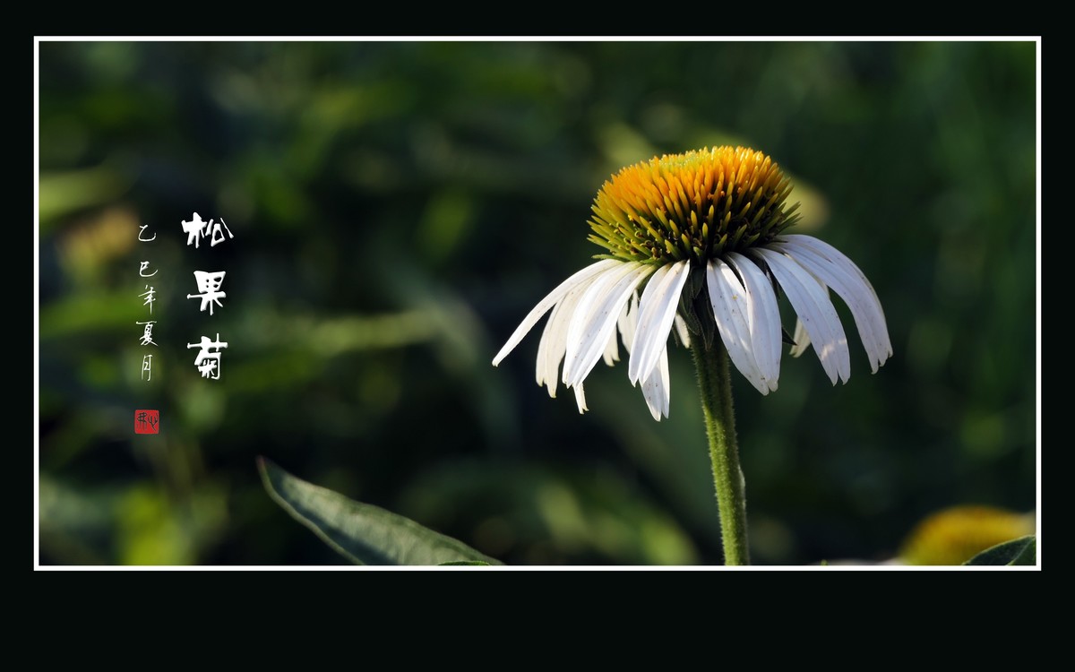 鲜艳漂亮的松果菊