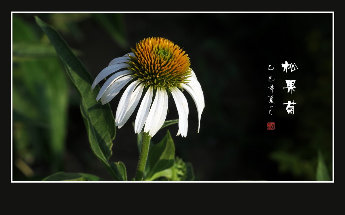 鲜艳漂亮的松果菊