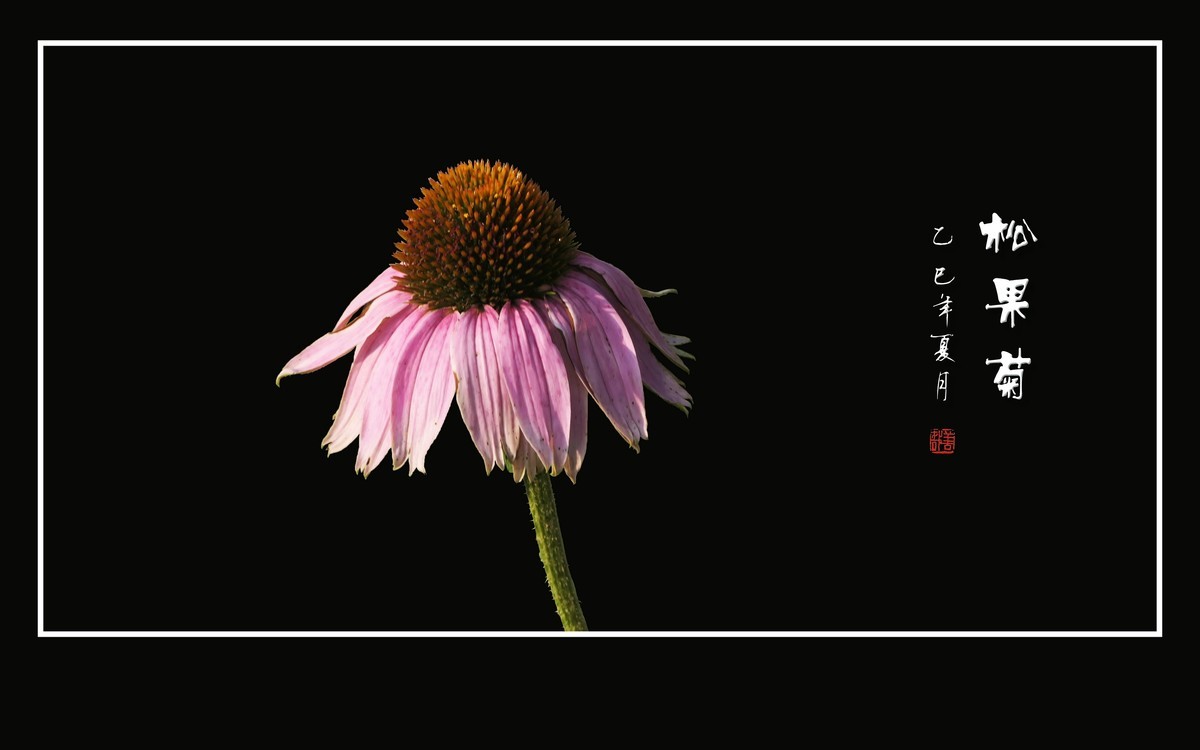 鲜艳漂亮的松果菊