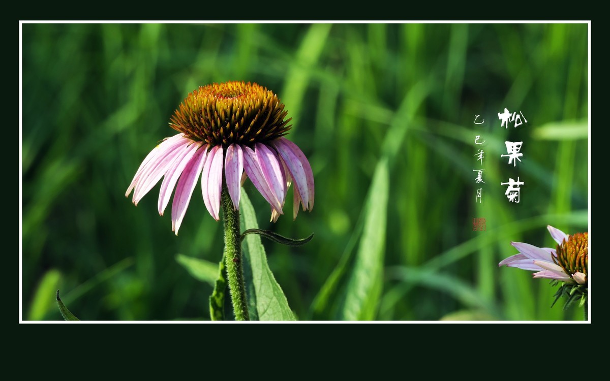 鲜艳漂亮的松果菊