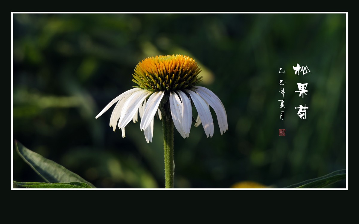 鲜艳漂亮的松果菊