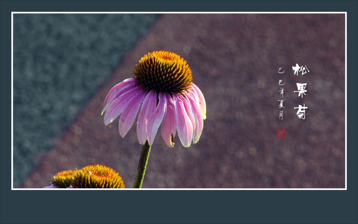 鲜艳漂亮的松果菊