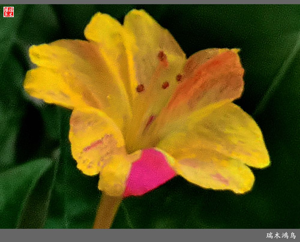 【2022之花季】48.多彩的紫茉莉